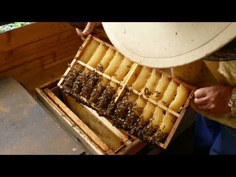 Видео: Spezial Ramen für Wabenhonig /специалная рамка   (медовые конфеты)Special frame for honeycomb honey