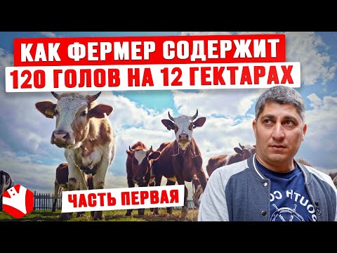 Видео: Как фермер содержит 120 голов на 12 гектарах? | Обзор фермы | Молочное животноводство