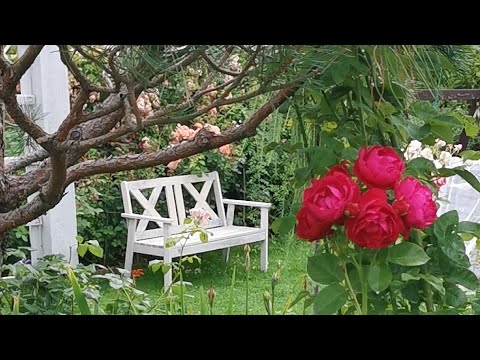 Видео: Август. Цветут самые необычные розы - Грэтс Джой, Джим