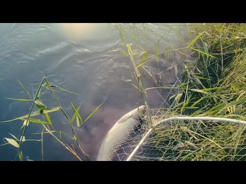 Видео: СЕКРЕТНАЯ СНАСТЬ ФАИМА НА АМУРА, САЗАНА, ЖЕРИХА, КАРАСЯ И. другие виды рыб