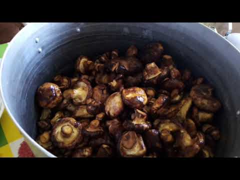 Видео: # Засолка грибов - свинухи.