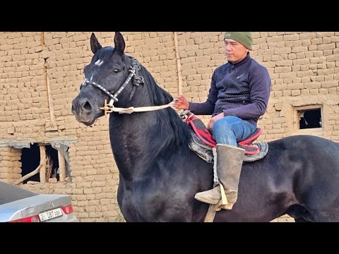 Видео: Тоо Журок Кара Мык Камбарда😱