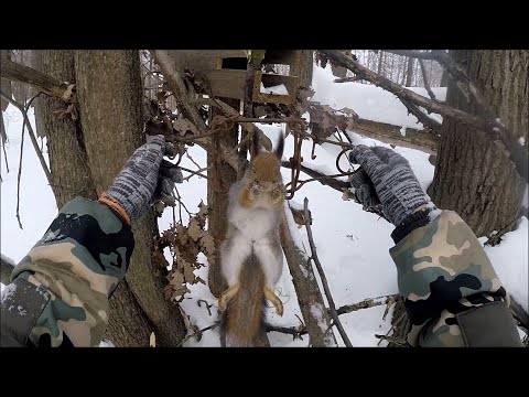 Видео: Закрытие охоты на куницу. в капканы попалась куница и белка (Будни охотника и рыбака)