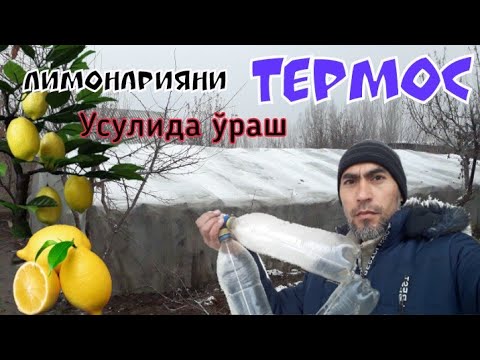 Видео: Лимонарияни термос усулида ўраш