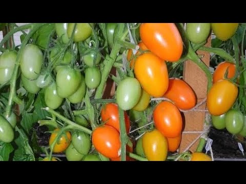 Видео: Сорта томатов для баночек! Детерминантные  и низкорослые для открытого грунта.  