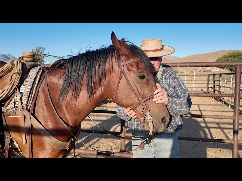 Видео: Работа с высоко поднятой лошадью