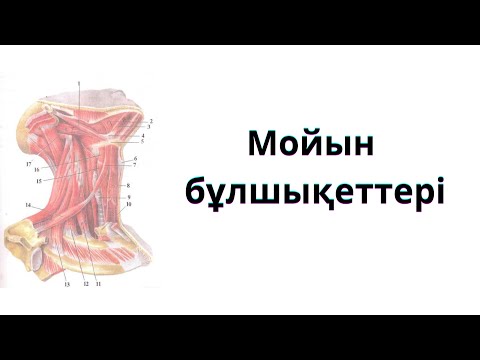 Видео: МОЙЫН БҰЛШЫҚЕТТЕРІ.