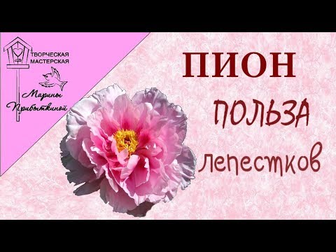 Видео: Польза и применение лепестков пиона// Чай, масло, отвар, настойка