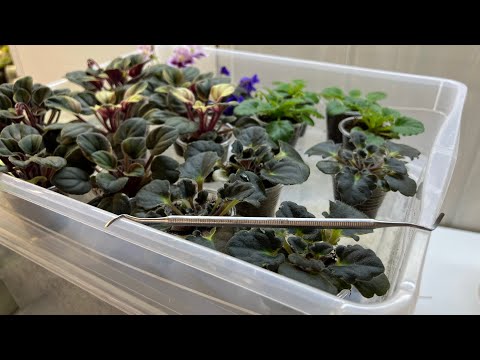 Видео: Удаляем пасынки у фиалок! Кюретка в помощь