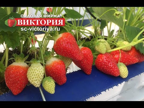 Видео: Крупноплодная земляника или клубника, возникающие трудности при выращивании и пути их решения.