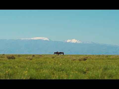 Видео: ЗУЛАЙ ЦАГААН АЛТАЙ - Т.ТӨГӨЛДӨР, Т.ТЭМҮҮЛЭН