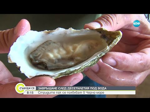 Видео: Черноморска стрида – новият кулинарен деликатес от Несебър