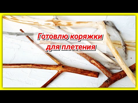 Видео: Где найти коряжки и как их обработать?