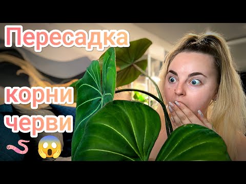 Видео: Пересадка филодендров Глориозум и Пловмани/ черви в грунте/ новые листы и корни
