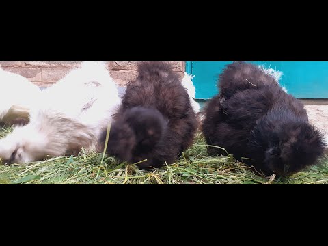 Видео: Китайская шёлковая пуховая порода,рабочий день