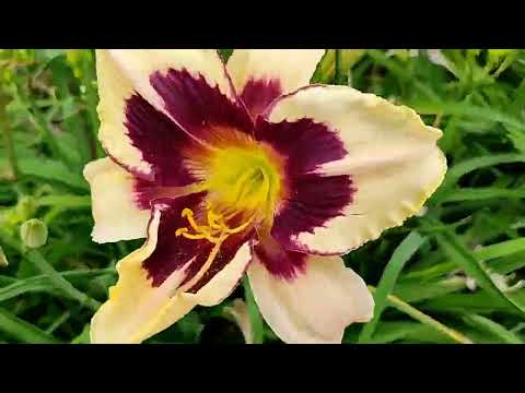 Видео: Цветение лилейников и юкк.