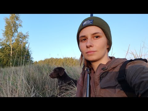 Видео: Бобр, вяхирь, куропатки, утка; дратхаар Азарт