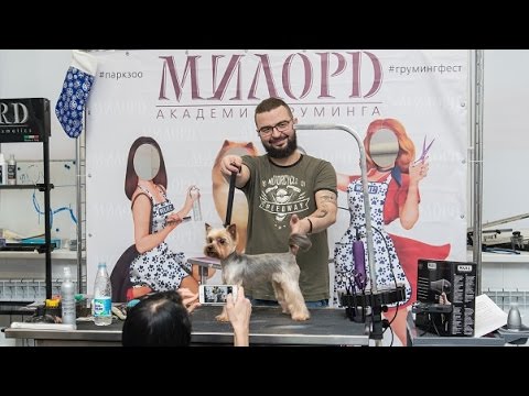 Видео: Стрижка йоркширского терьера. Роман Фомин. Мастер-класс по грумингу йорка