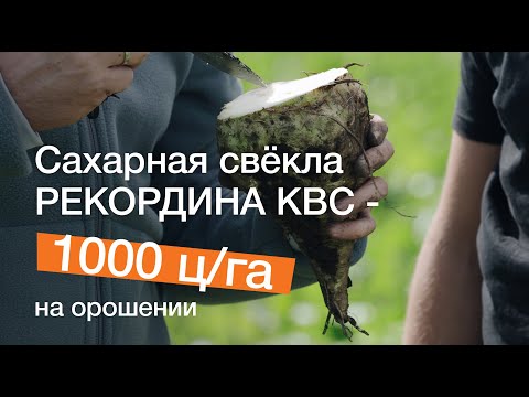 Видео: АФ "Трио": сахарная свёкла Рекордина КВС - 1000 ц/га на орошении