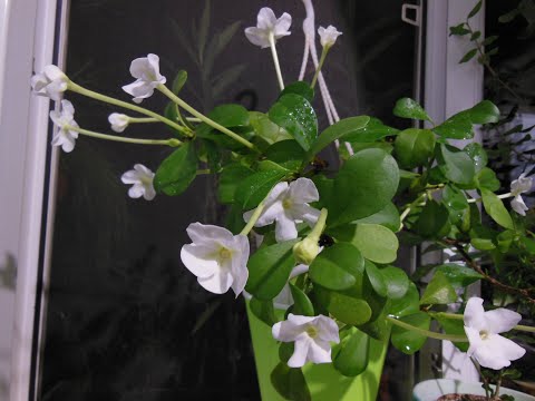 Видео: #Брунфельсия, гранат, табернемонтана очень простые в уходе цветы. Которые подойдут для дома, работы.