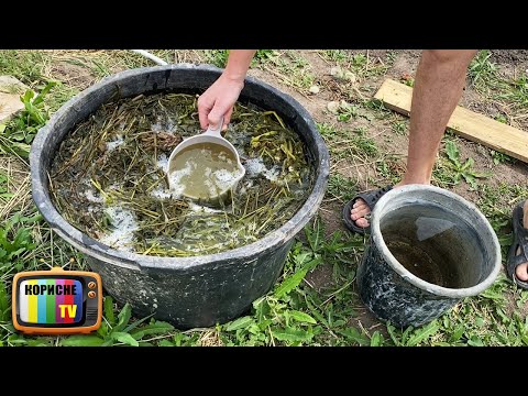 Видео: Для огірків краще цього добрива не існує! Полийте цим огірки і вони почнуть рости як скажені.