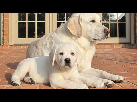 Видео: Возрастное формирование собаки, как с этим работать дрессировщику?