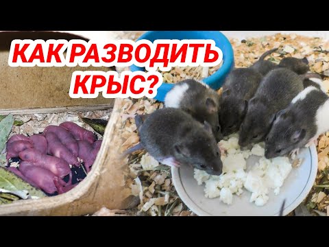Видео: Разведение крыс в домашних условиях. Декоративные крысы - размножение и уход