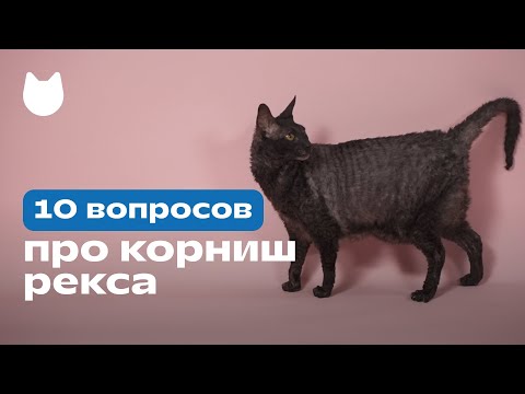 Видео: 10 вопросов про корниш-рекса: характер корниша, отношение к хозяину и другим людям 🐈