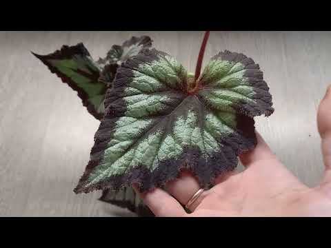 Видео: О бегониях. От детки до взрослого куста.