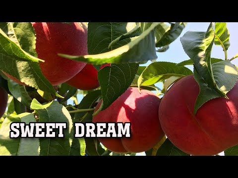 Видео: Персик СВИТ ДРИМ /SWEET DREAM/ - серьезный конкурент!!!