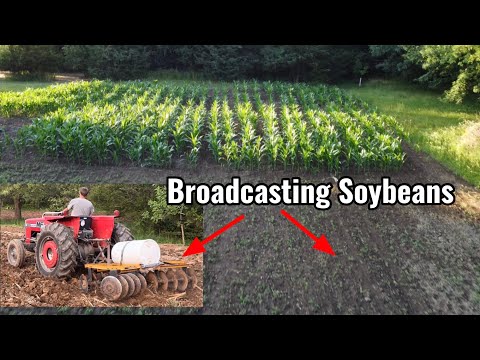 Видео: Трансляция соевых бобов – Кукуруза и соя на приусадебном участке