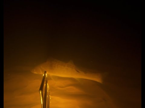 Видео: Подводная охота на Ладожском озере. Нарезка с летних прогулок.