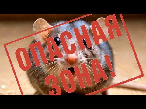 Видео: 20000 Гц звук неслышимый человеком, но опасный для мышей и крыс  | Средство от грызунов |