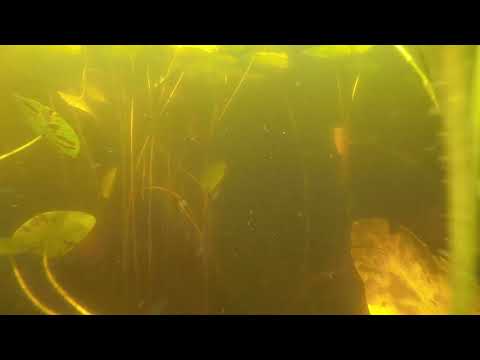 Видео: Озеро РОЙ