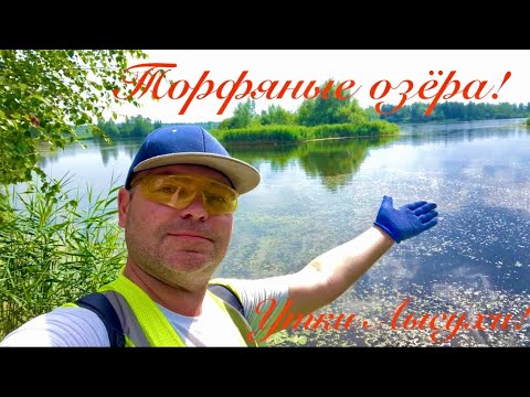 Видео: УТКИ - ЛЫСУХИ НА ТОРФЯНЫХ ОЗЁРАХ В ПОДМОСКОВЬЕ. ВОСТОРГ.