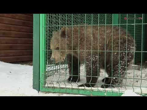 Видео: В Челябинске ищут опекуна медвежонку-карлику