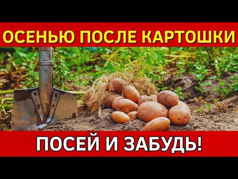 Видео: Земля КАК ПУХ, БЕЗ СОРНЯКОВ и фитофторы  После сбора урожая картофеля сделай простое действие