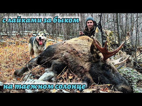 Видео: Охота с лайками на крупного быка, удача на таежном солонце