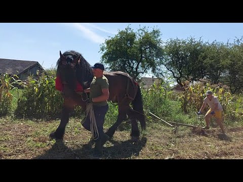 Видео: 🚨🥵🤯Добриня відкриває🫣 сезон збирання картоплі🥔🍟🍀