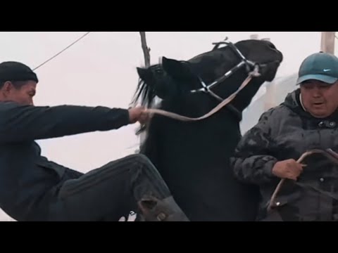 Видео: Кыргыз жылкы Таамай Ат +996-777-624-242. 3 октября 2025 г.