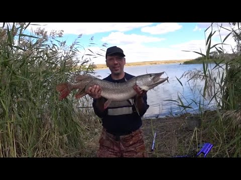 Видео: Вот эта рыбалка , такой поклевки я не ожидал. Селетинское водохранилище !