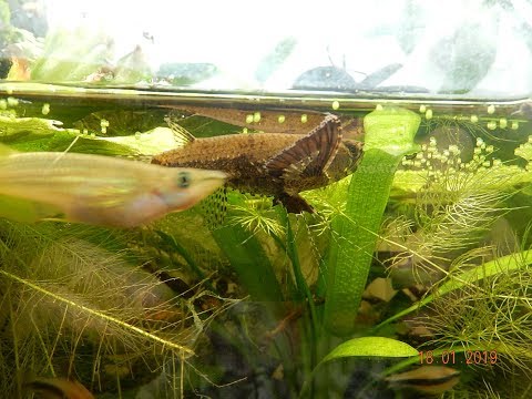 Видео: Вечерняя зорька или лучшая в мире мухобойка.