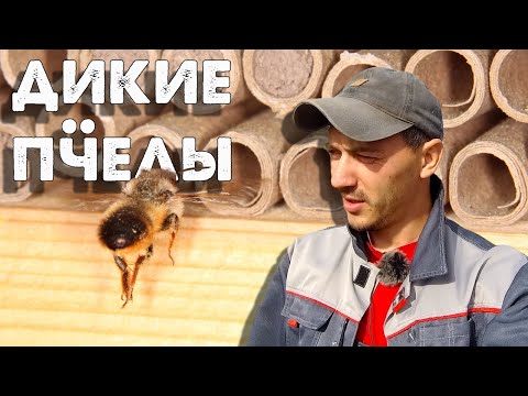 Видео: Дикие пчёлы - осмия, листорез, плотник I Клещ на пчёлах