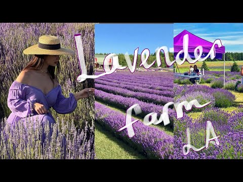 Видео: VLOG Как я попала в Прованс, не выезжая из Калифорнии 🌿🇫🇷 | Лавандовые поля в США