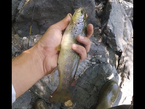 Видео: Рыбалка на Горную Форель в Армении. Июнь 2020 /// Wild Trout Fishing in Armenia. June 2020