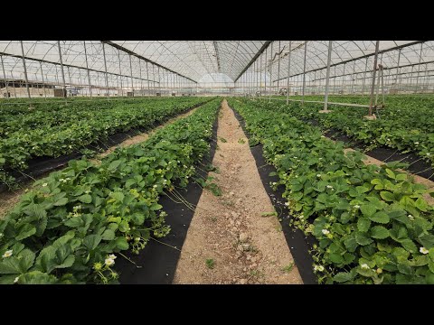 Видео: Янги Суппер Дори Екинни Дахшат Узгартирди.Мана Технология мана Илм.