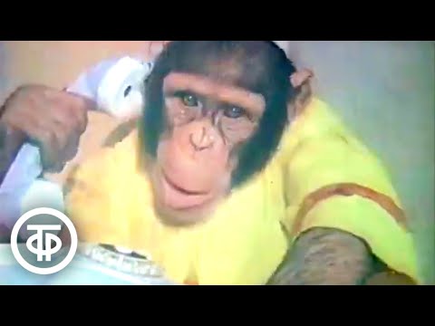 Видео: Спокойной ночи, малыши! Пирог с бананом. Выпуск 2 (1990)