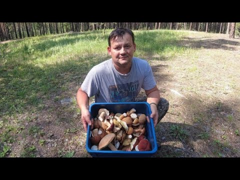 Видео: Белый гриб 2023. Караканский бор.Тихая охота.