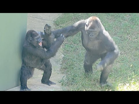 Видео: Поведение сына меняется / не хочет играть с Шабани и нападает на мать.