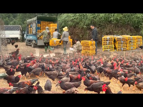 Видео: ПОЛНОЕ ВИДЕО: 1 год выращивания цыплят, уход, профилактика болезней, отлов цыплят